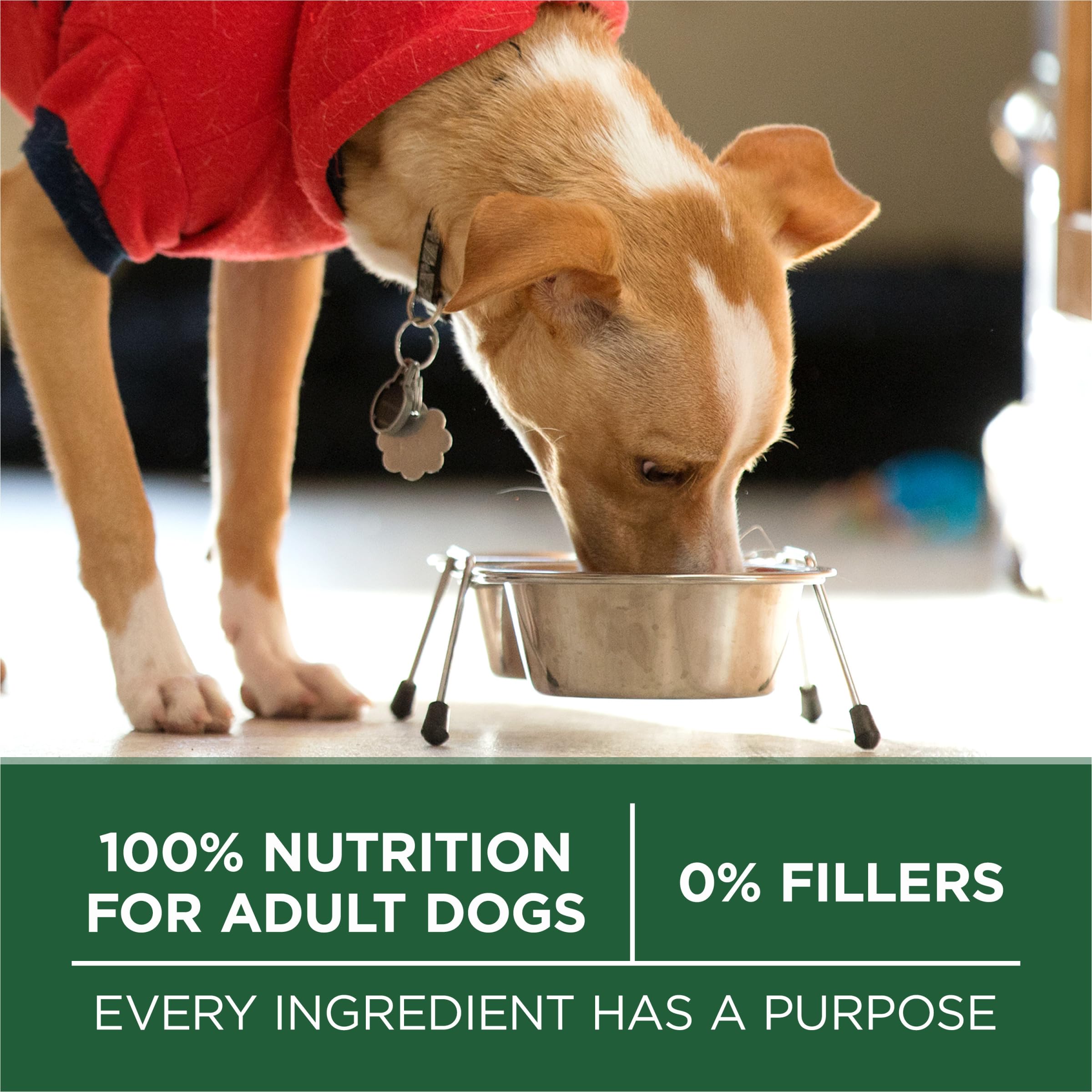 Purina ONE bolsa sobre encimera de cocina, sugiere uso doméstico seguro