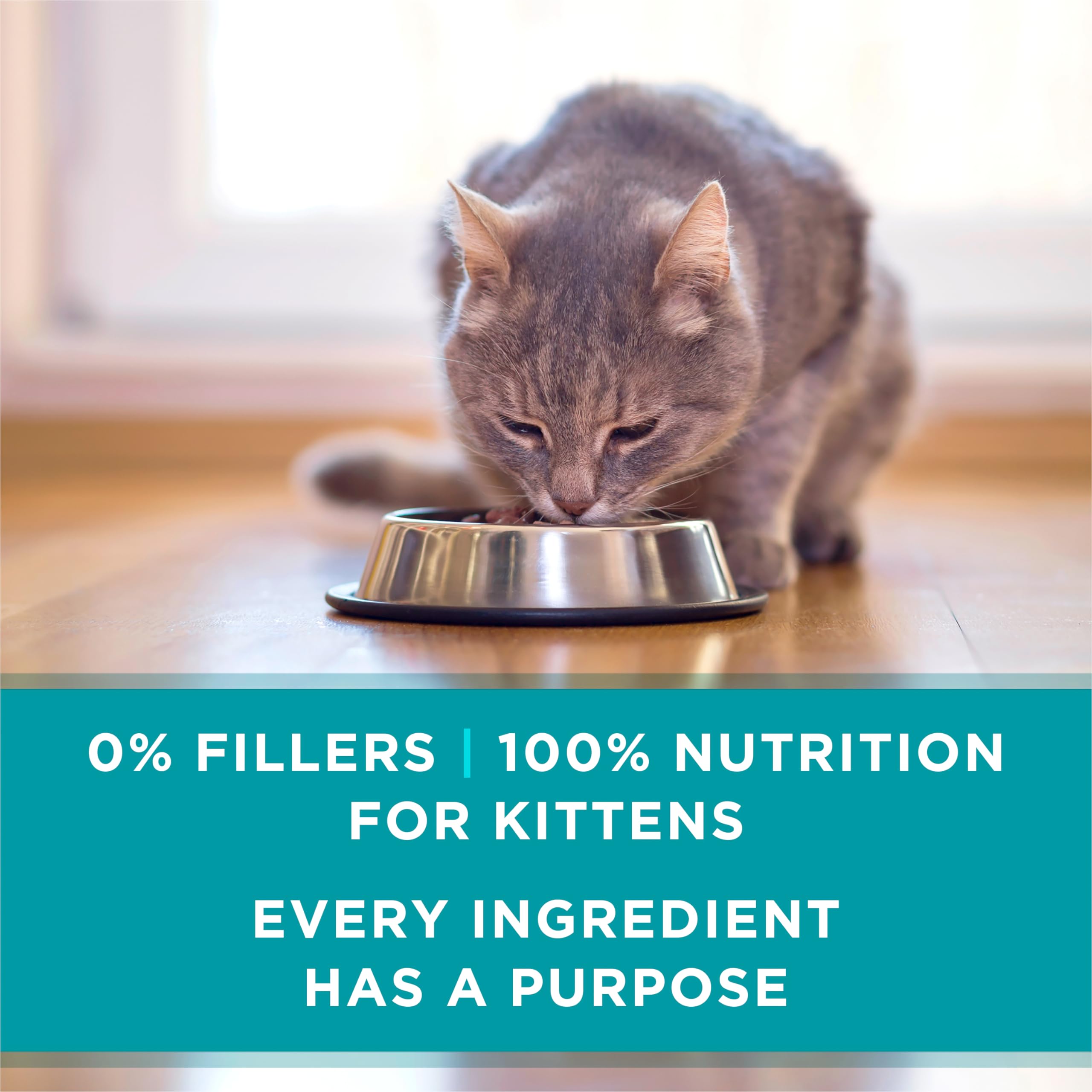 Purina ONE gatito comiendo para apoyar crecimiento y desarrollo