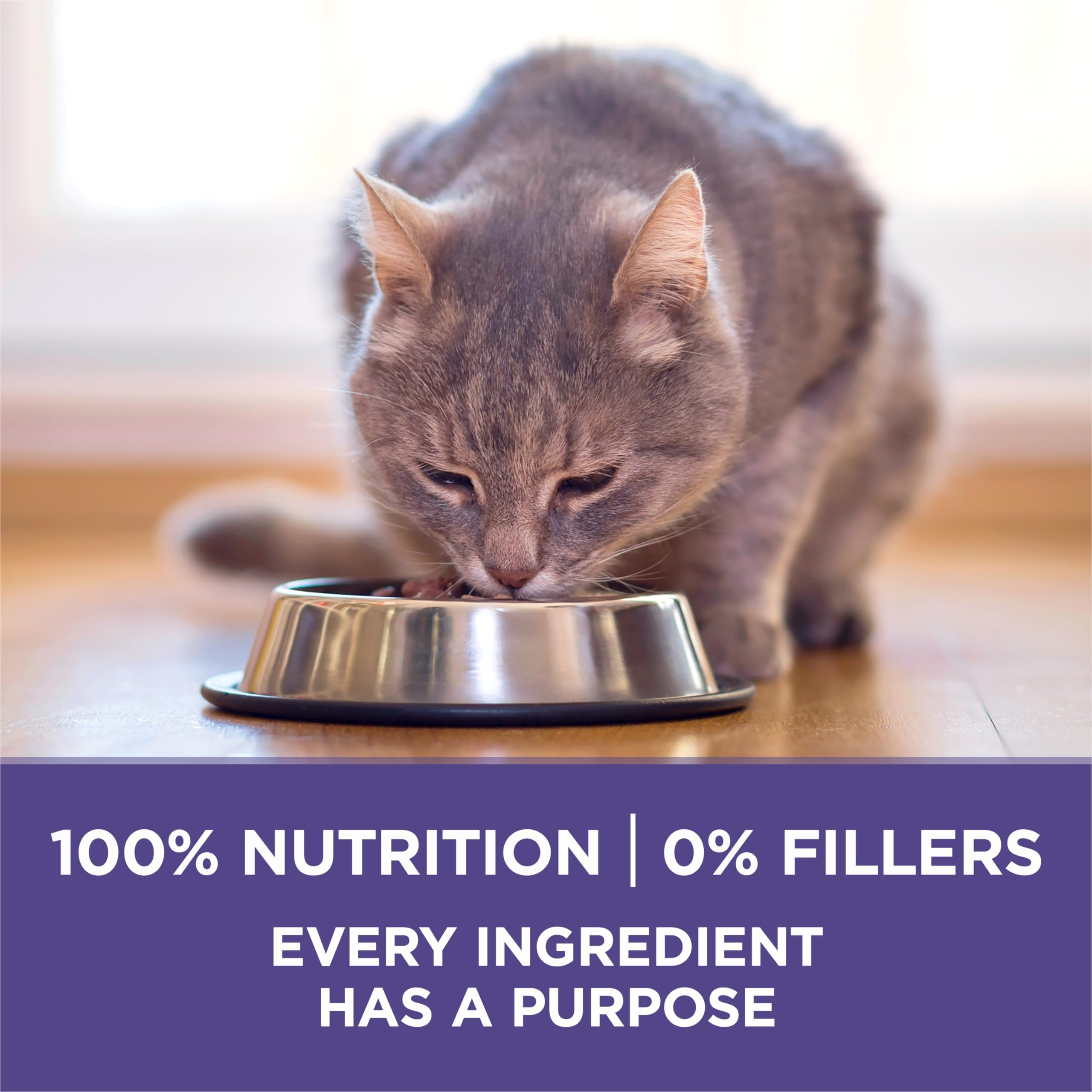 Purina ONE gato saludable tras alimentación equilibrada con musculatura visible