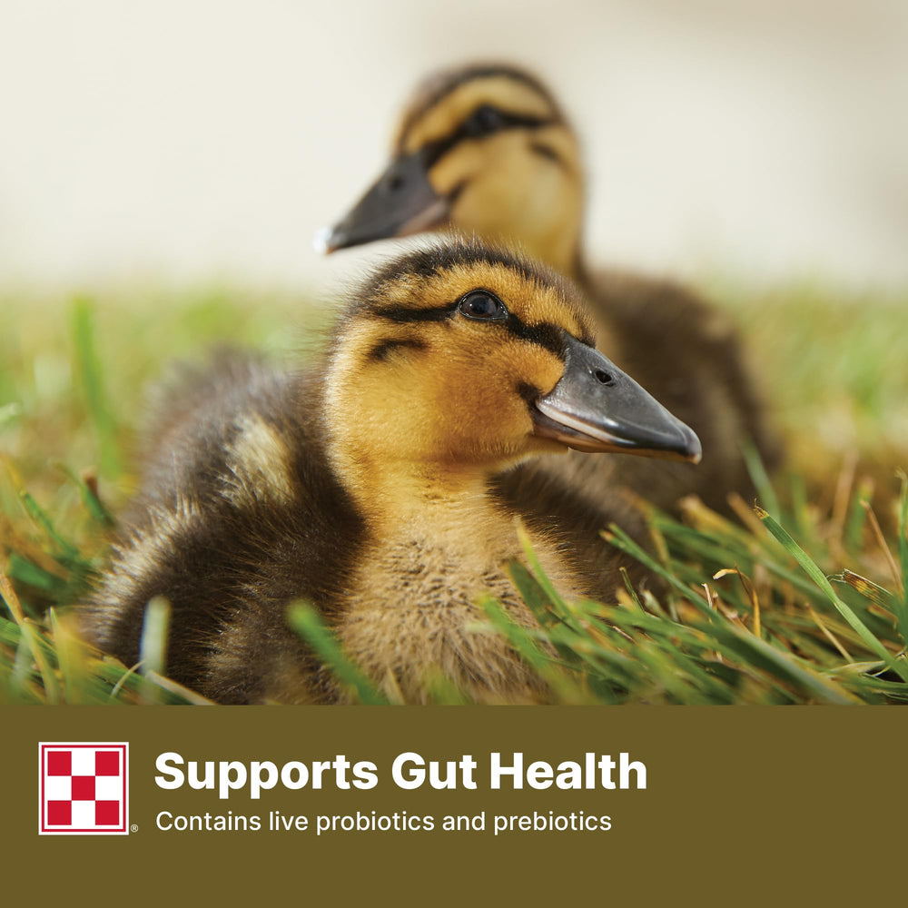 Purina patitos comiendo del suelo demostrando palatabilidad