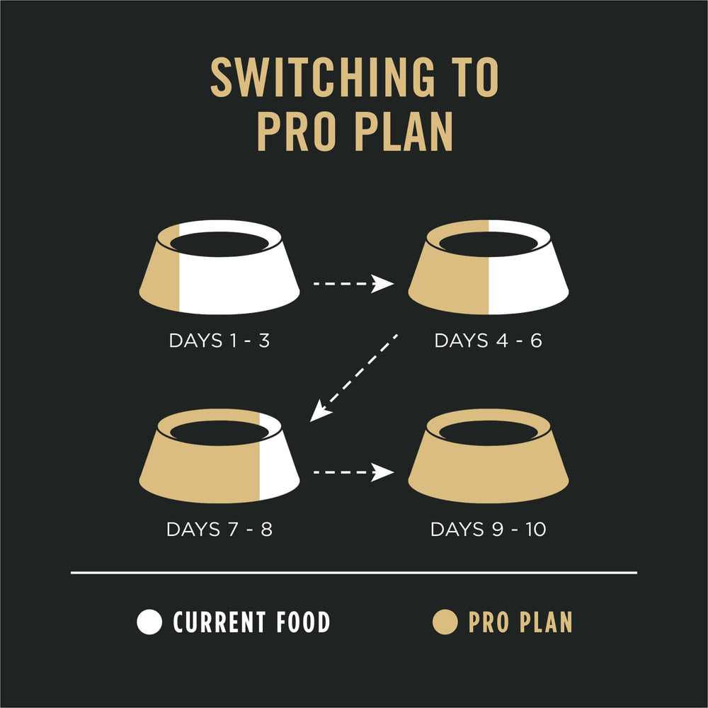 Purina Pro Plan dog enjoying meal illustrating improved coat and comfort