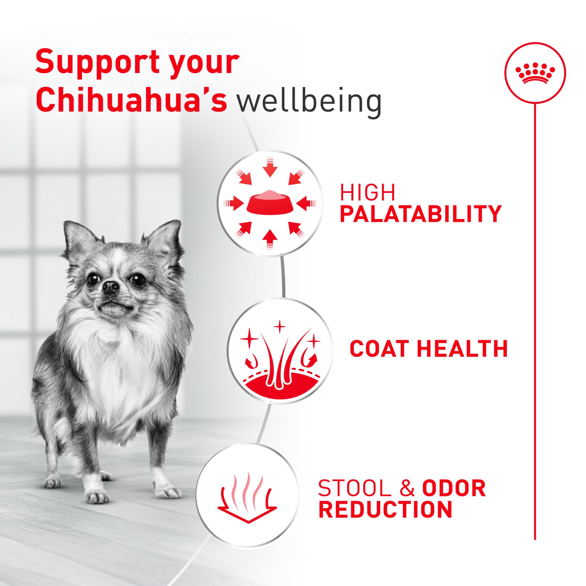 ROYAL CANIN perro chihuahua comiendo del cuenco, aceptación del pienso