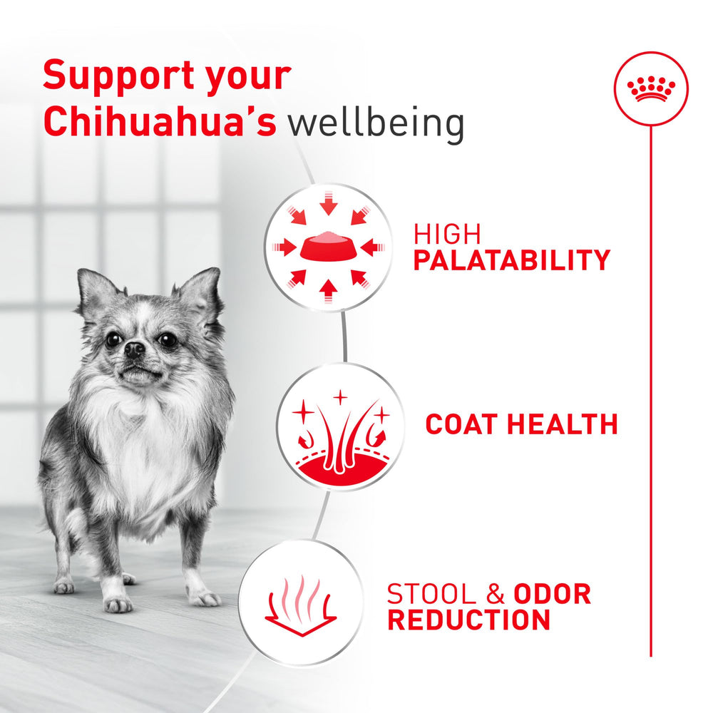 ROYAL CANIN perro chihuahua comiendo del cuenco, aceptación del pienso