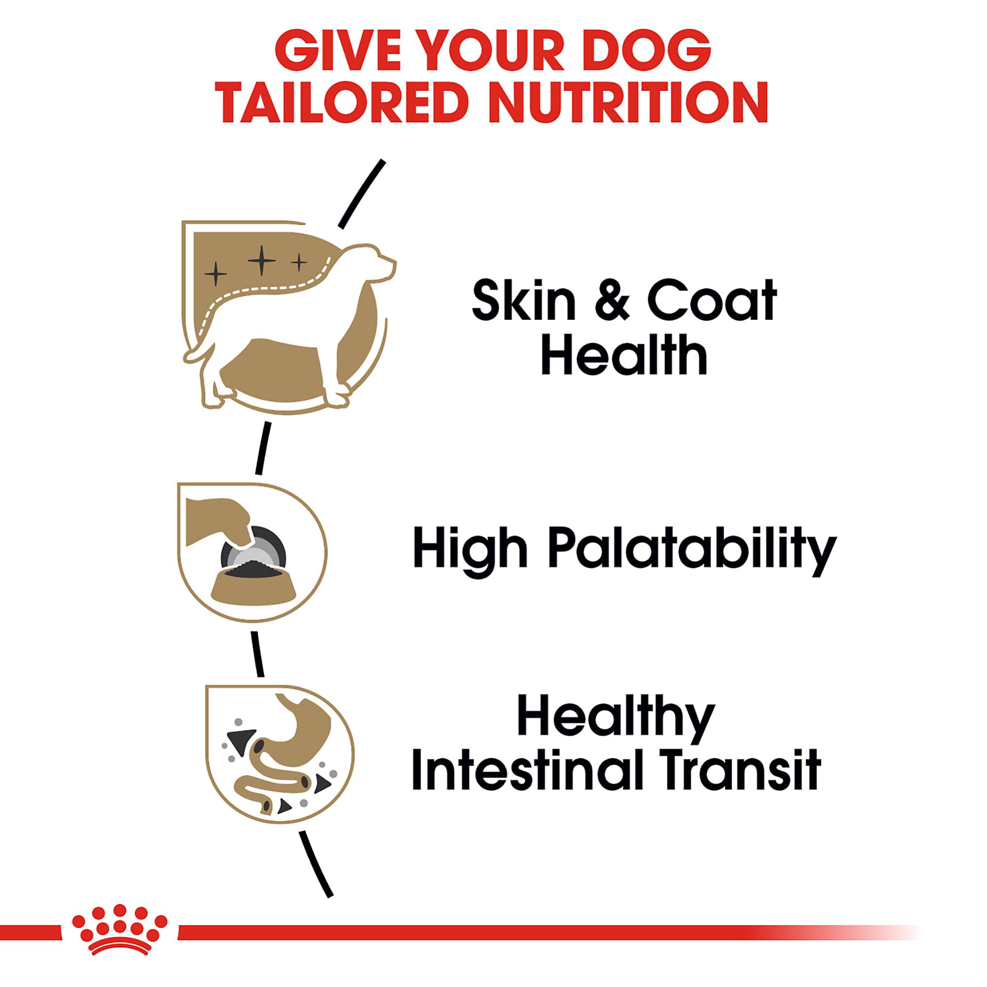 ROYAL CANIN chihuahua comiendo con gusto, fomenta ingesta en comedores exigentes