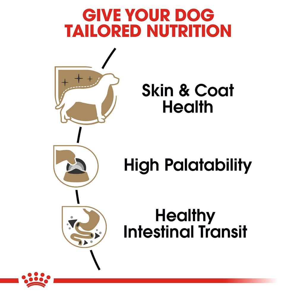 ROYAL CANIN chihuahua comiendo con gusto, fomenta ingesta en comedores exigentes