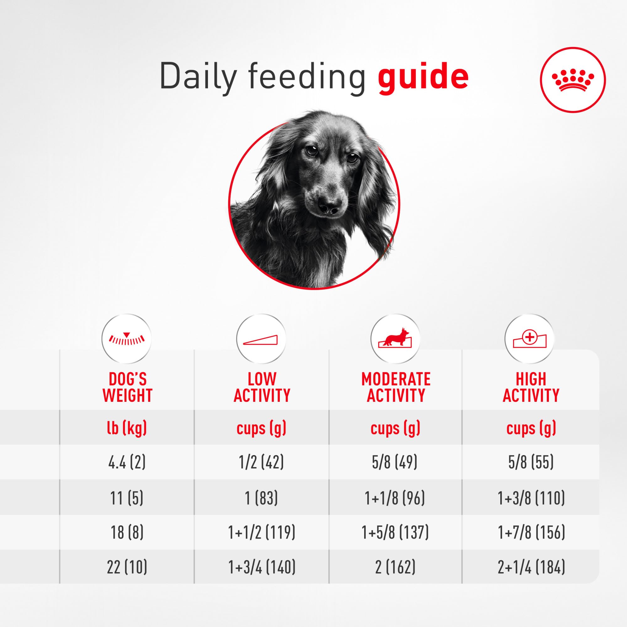ROYAL CANIN teckel activo en paseo mostrando energía y condición corporal