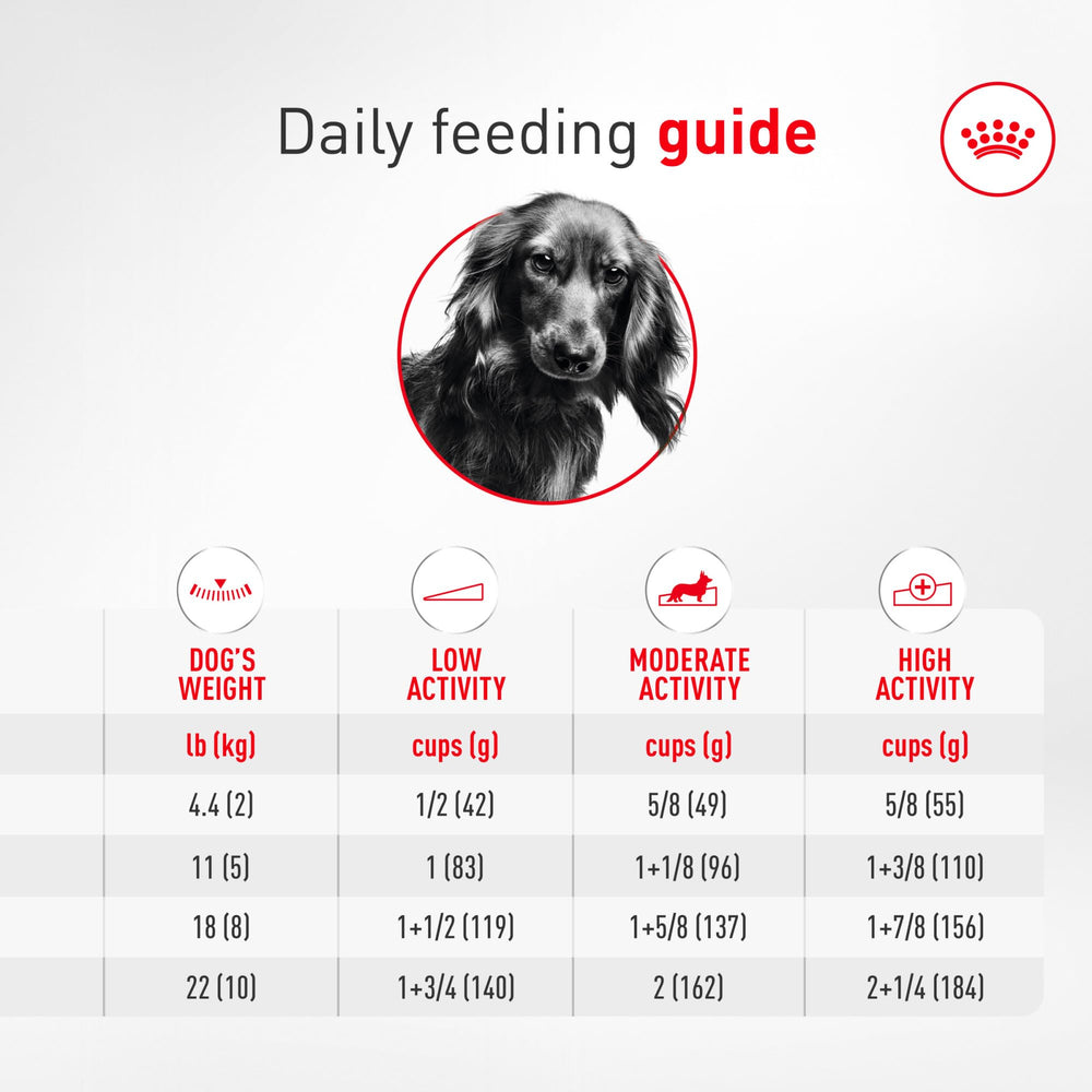 ROYAL CANIN teckel activo en paseo mostrando energía y condición corporal