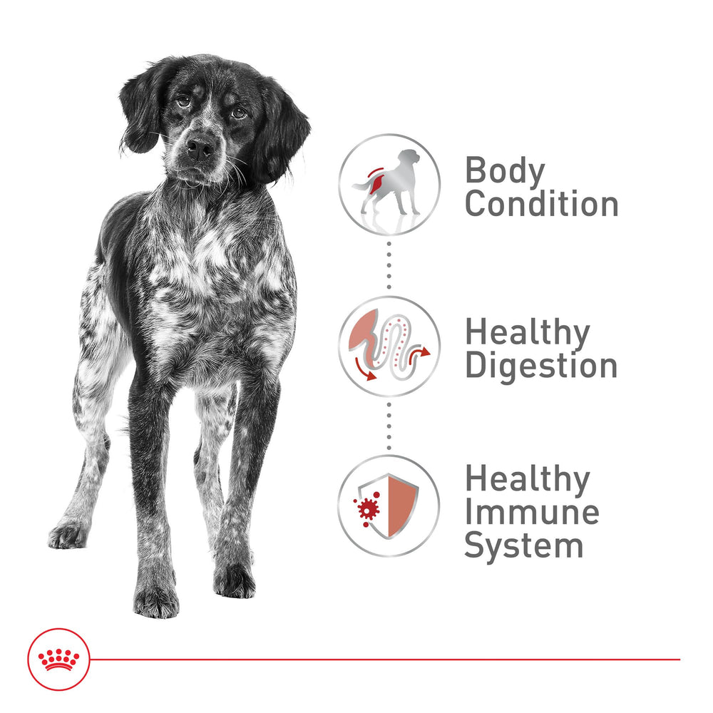 ROYAL CANIN etiqueta con lista de ingredientes y datos nutricionales