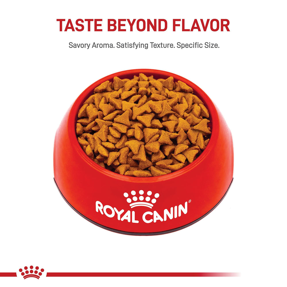 ROYAL CANIN gato comiendo Hairball Care mostrando buena palatabilidad