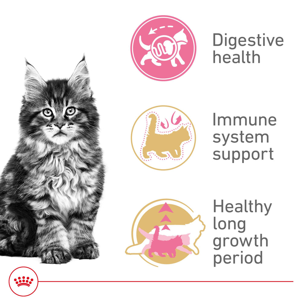 ROYAL CANIN gatito Maine Coon comiendo croquetas que apoyan desarrollo óseo y digestivo