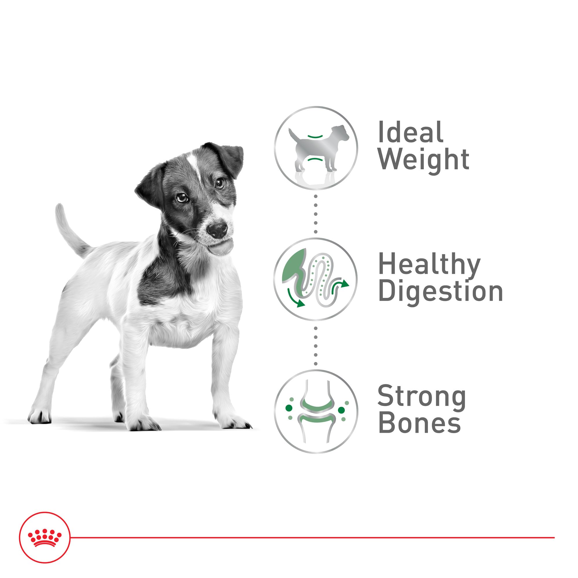 ROYAL CANIN perro comiendo del cuenco demostrando aceptación y gusto