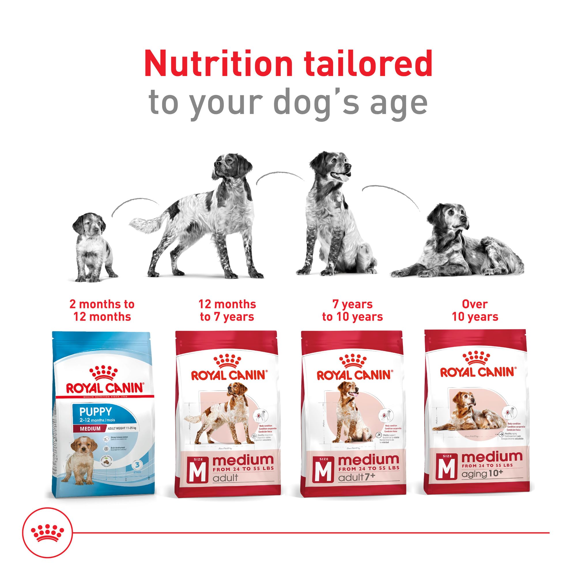 ROYAL CANIN perro mediano comiendo, mostrando aceptación y palatabilidad