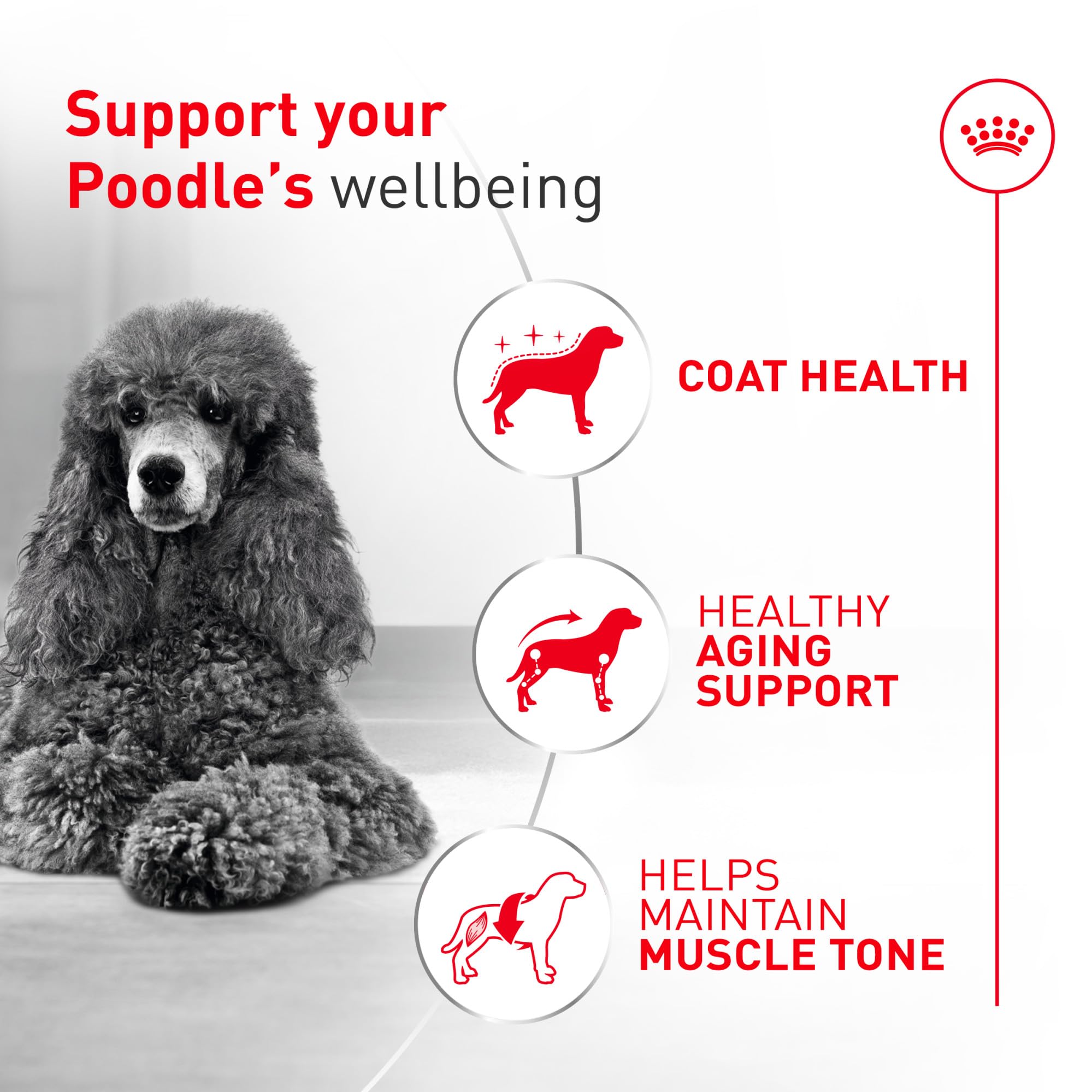 ROYAL CANIN detalle de etiqueta con información nutricional y beneficios claros