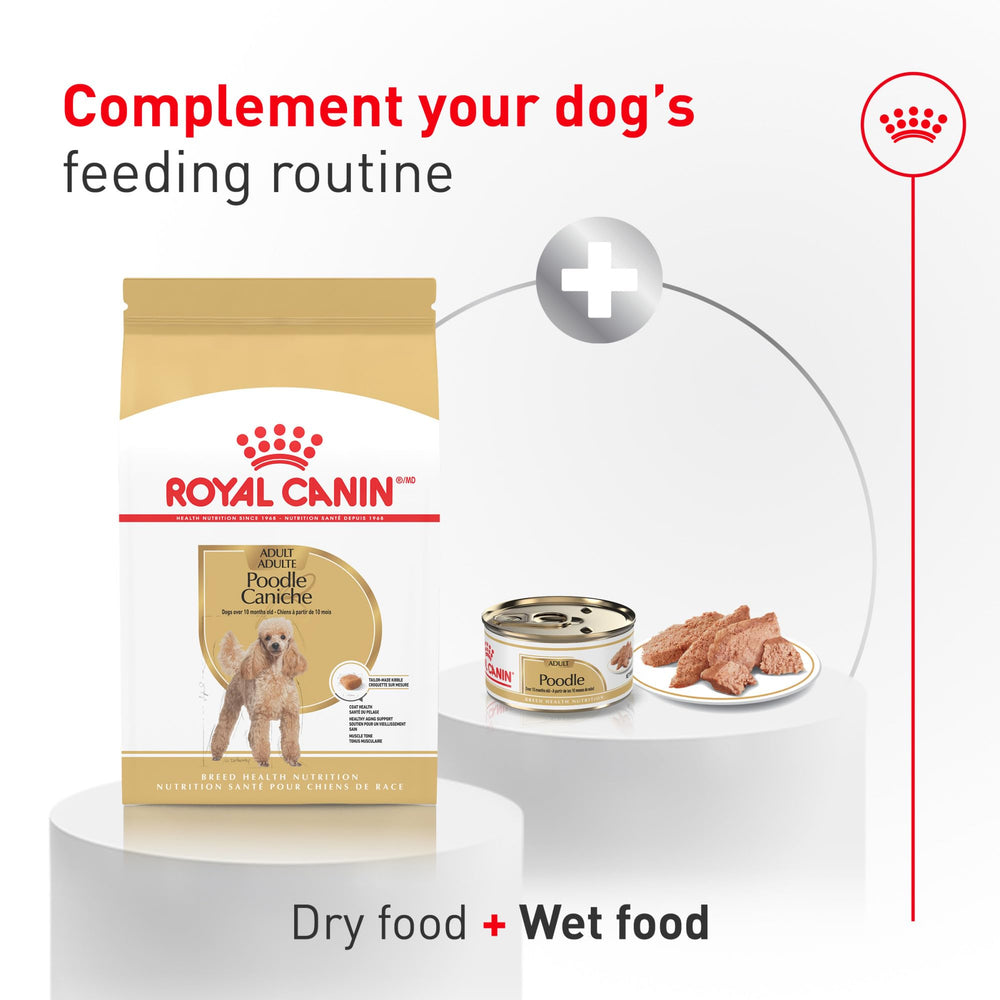 ROYAL CANIN Poodle disfrutando del alimento, aceptación y apetito