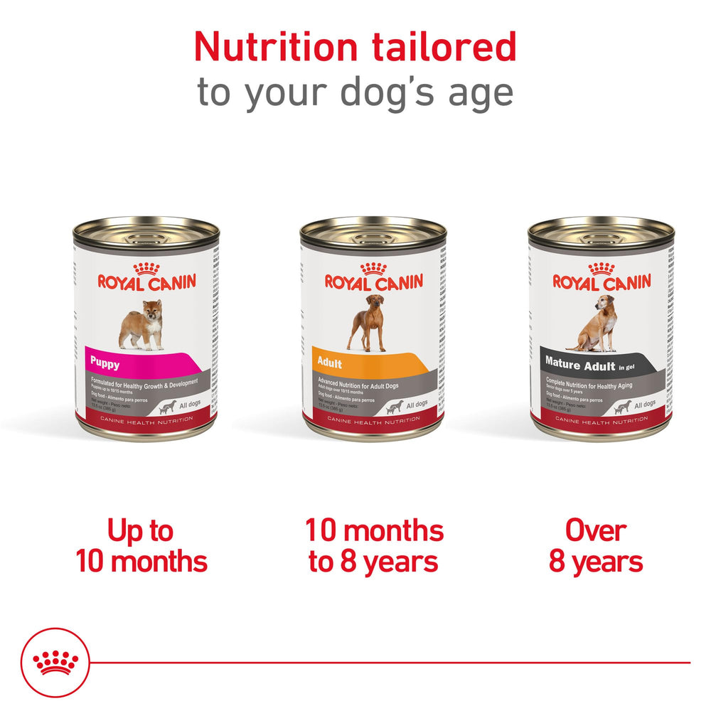 ROYAL CANIN porción servida en plato mostrando apetito y presentación