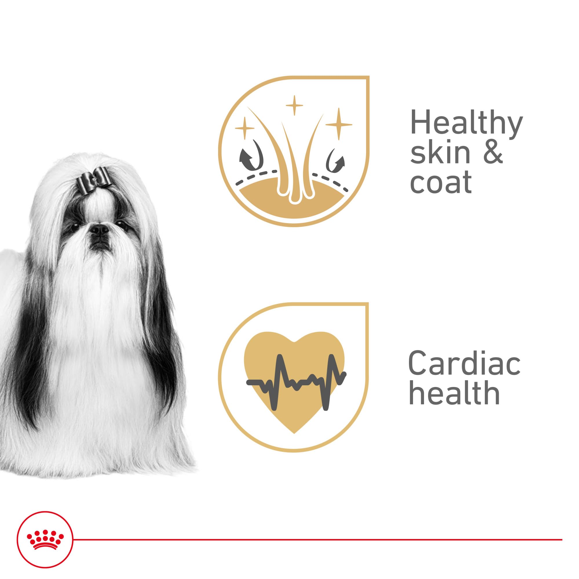 Royal Canin servido en plato, Shih Tzu disfrutando la comida