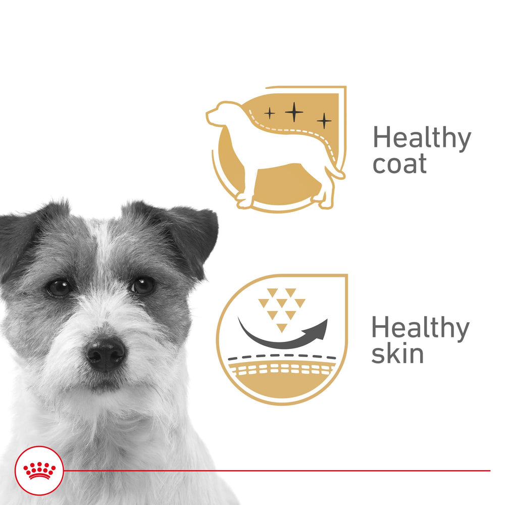 ROYAL CANIN textura del loaf en salsa en primer plano, apetencia visible