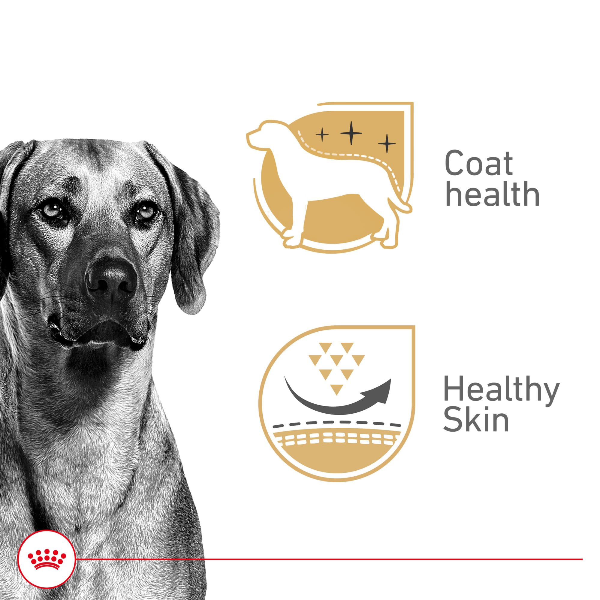 ROYAL CANIN primer plano de textura en gel resaltando palatabilidad
