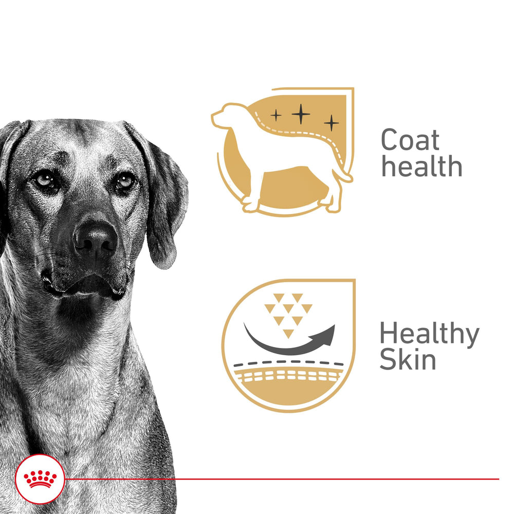 ROYAL CANIN primer plano de textura en gel resaltando palatabilidad