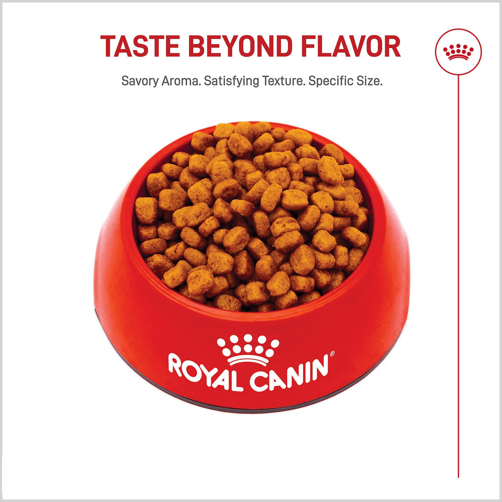 ROYAL CANIN croqueta junto a moneda para comparar tamaño real