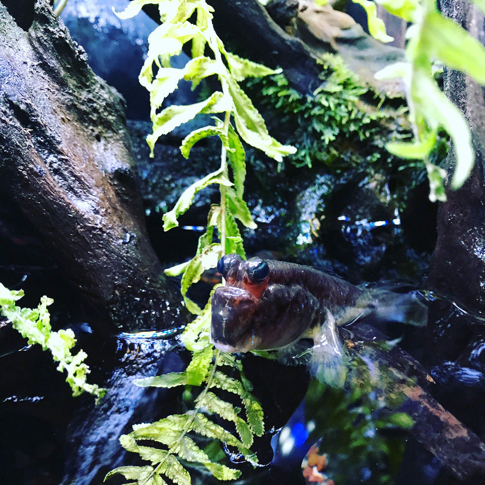Seachem Prime vertiéndose en acuario con agua clara, reduce cloro y estrés en peces