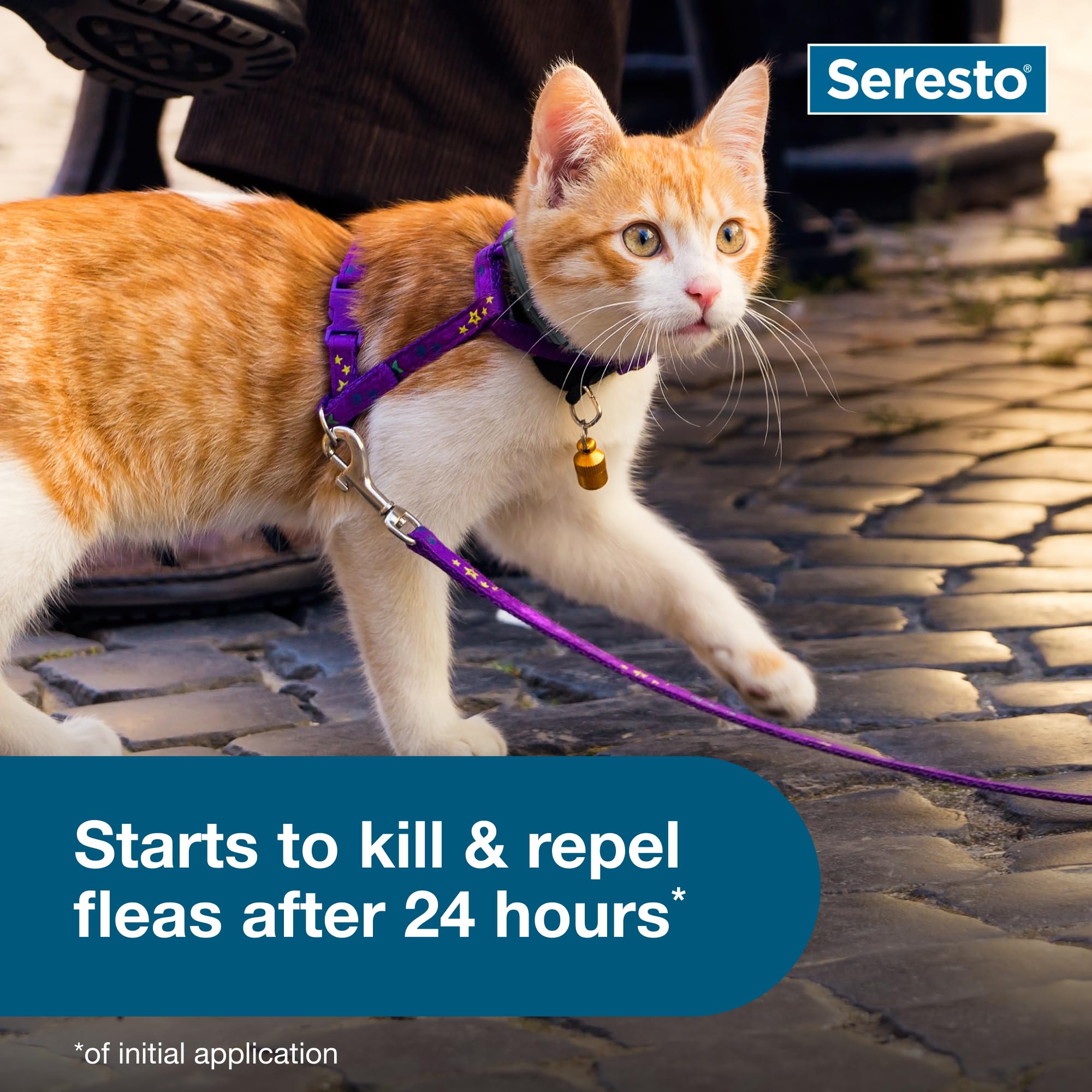 Gato con Seresto en uso demostrando protección y confort