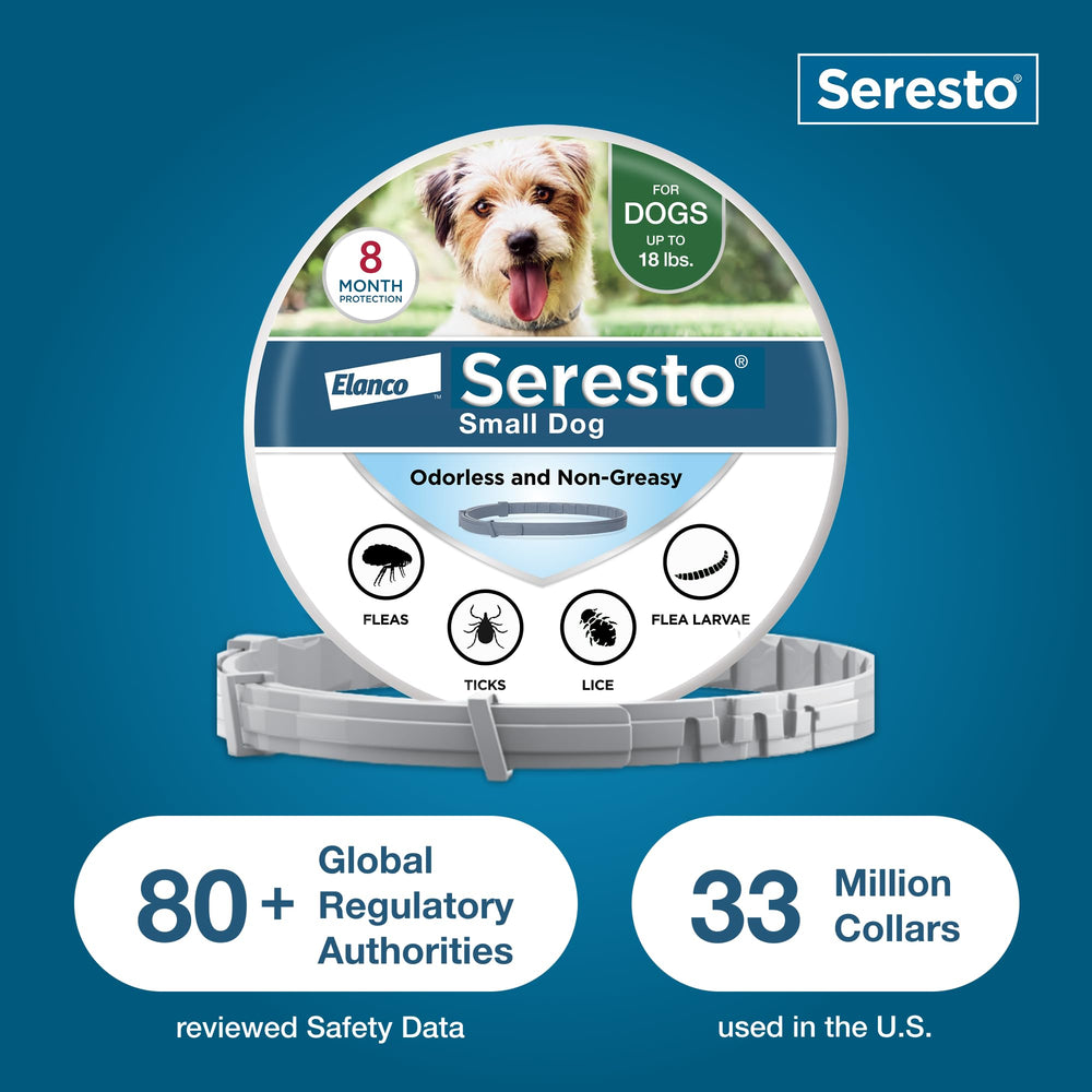 Seresto collar en perro nadando mostrando resistencia al agua