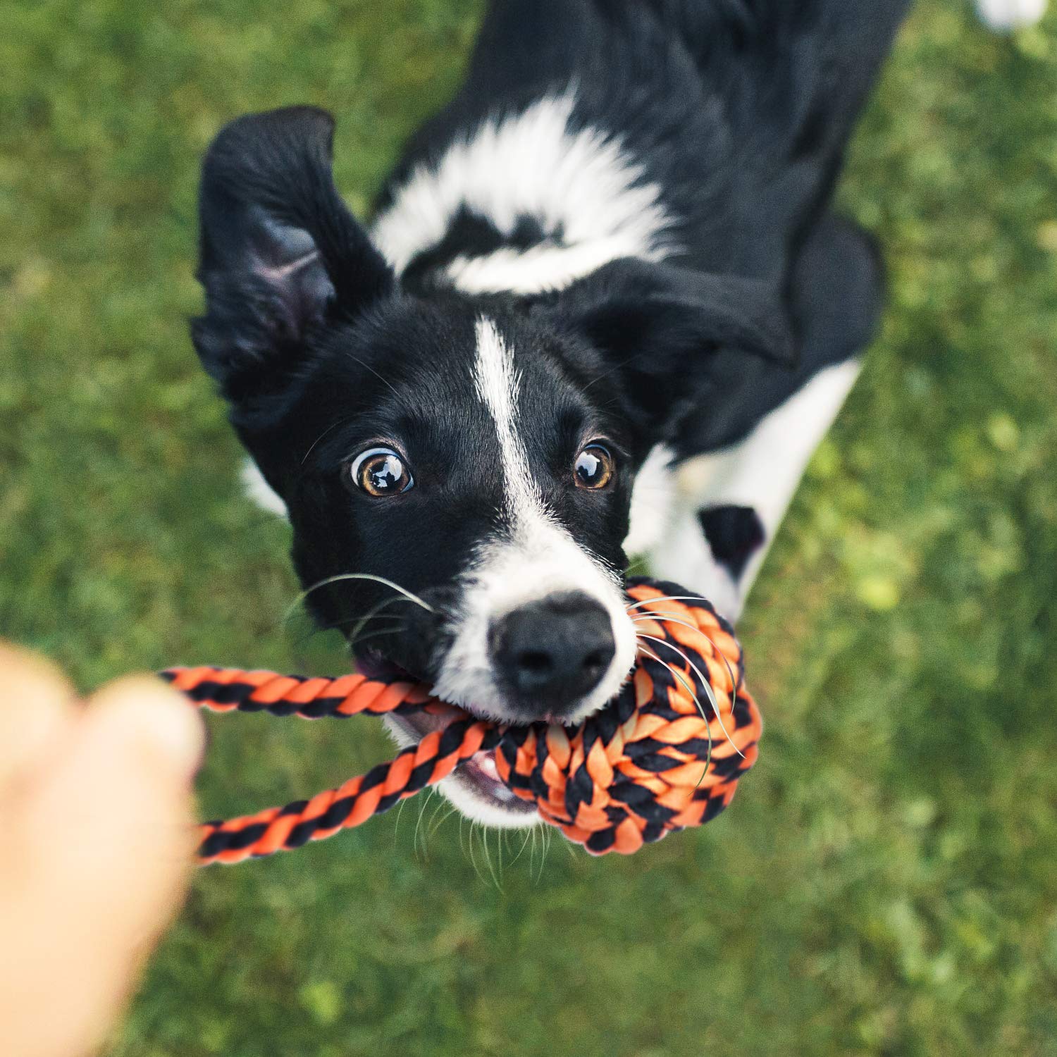 SHARLOVY next to an adult hand to show scale of XL ropes and suitability for large breeds