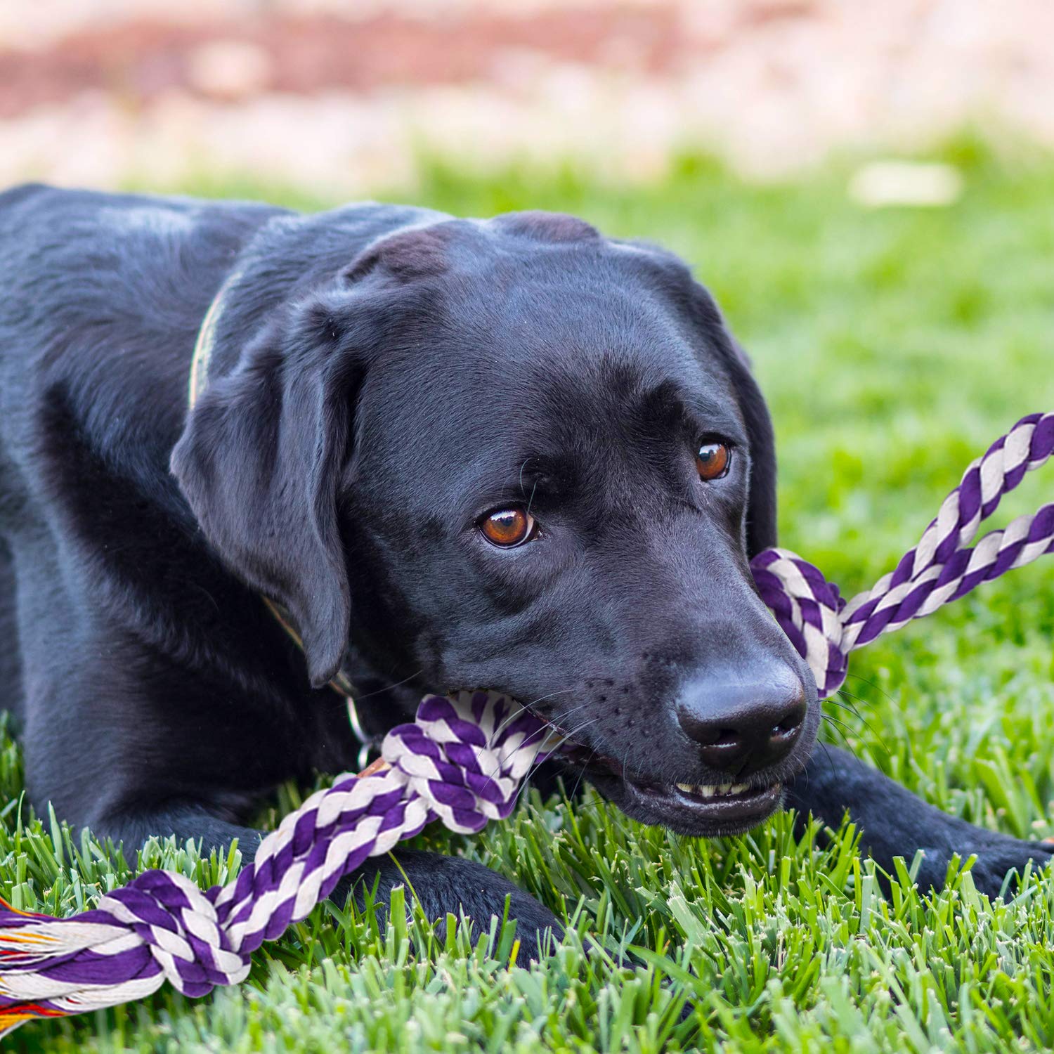 SHARLOVY tug-of-war between two dogs demonstrating strong hold and engagement