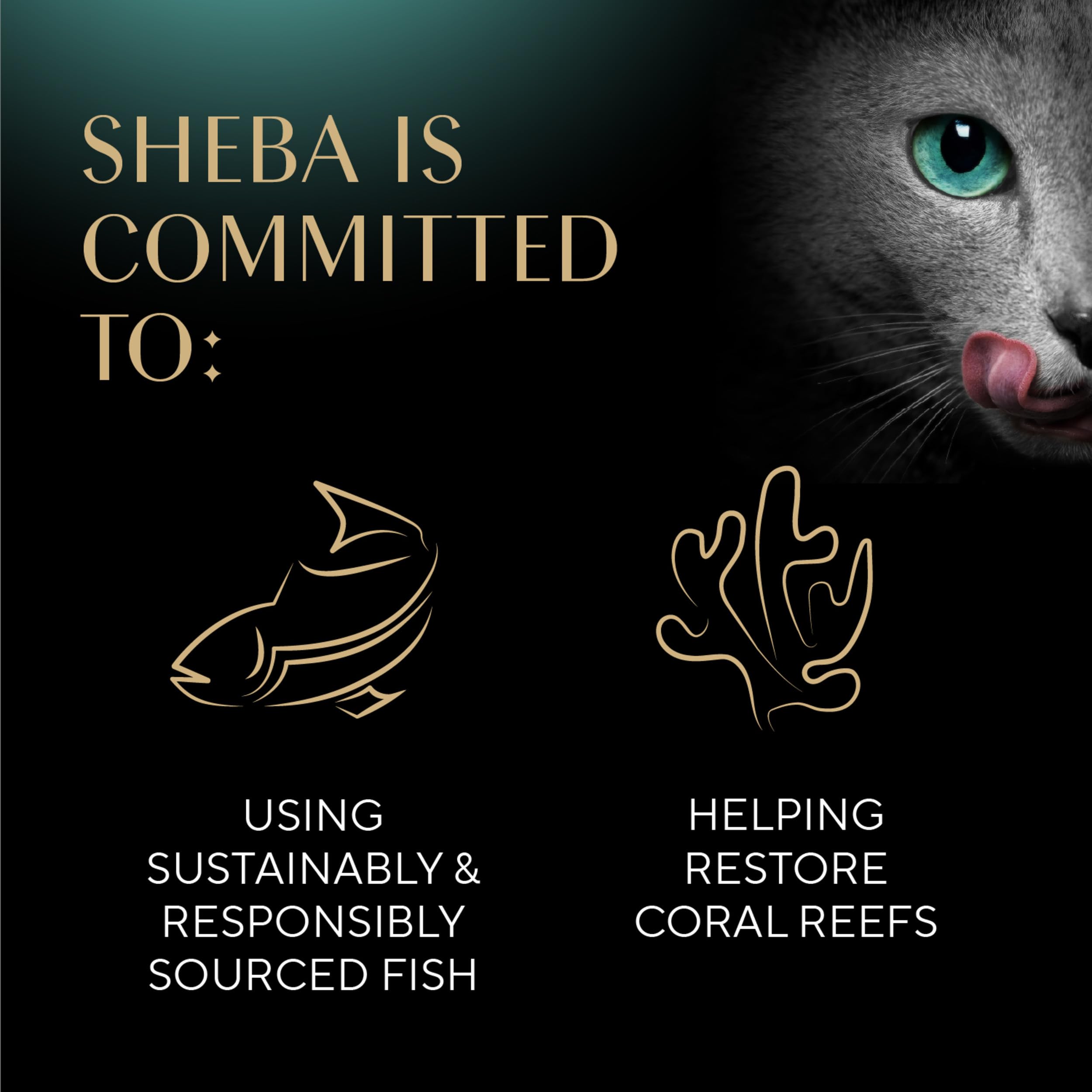 Sheba comparación de tamaño junto a una mano para referencia de ración