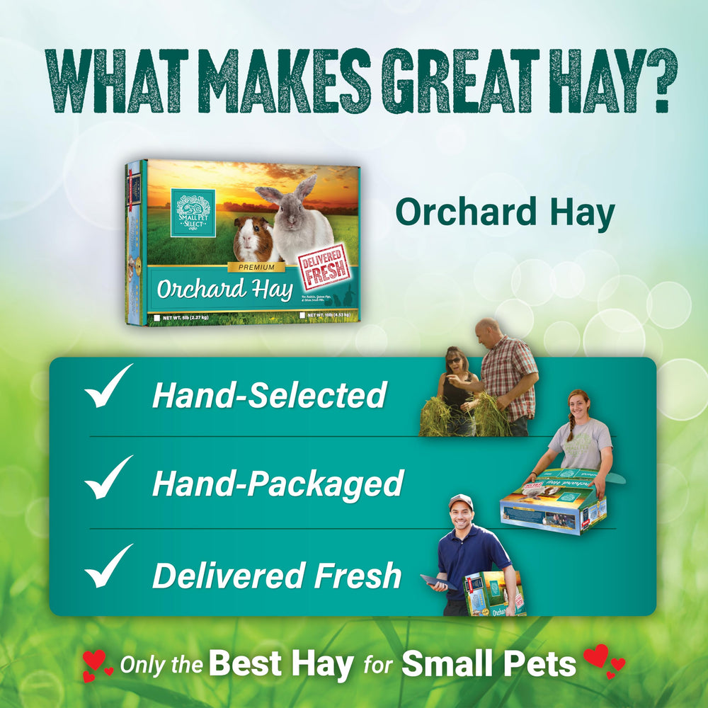 Small Pet Select heno en entorno con conejo, promueve salud digestiva