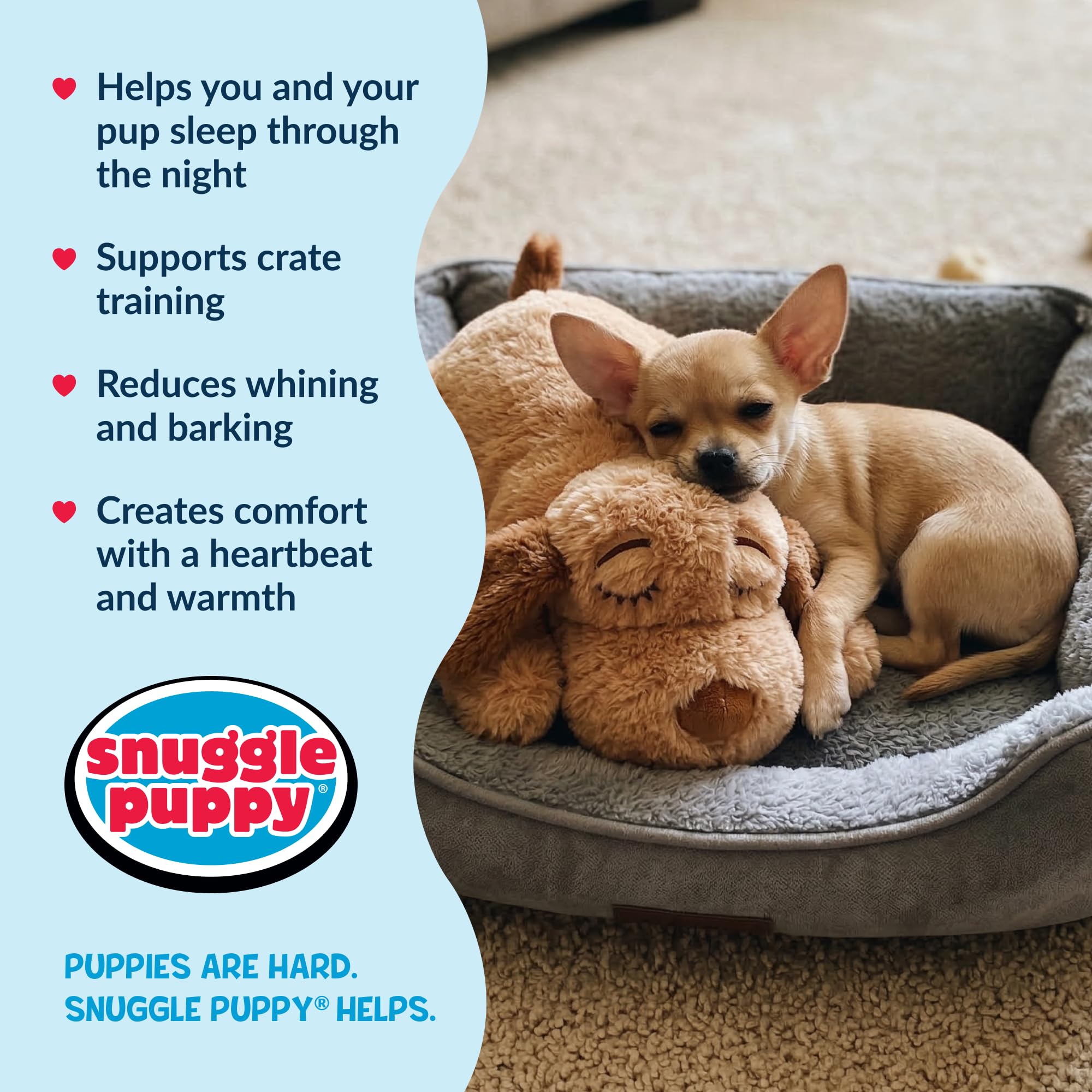 Snuggle Puppie junto a una regla, comparación de tamaño para razas pequeñas