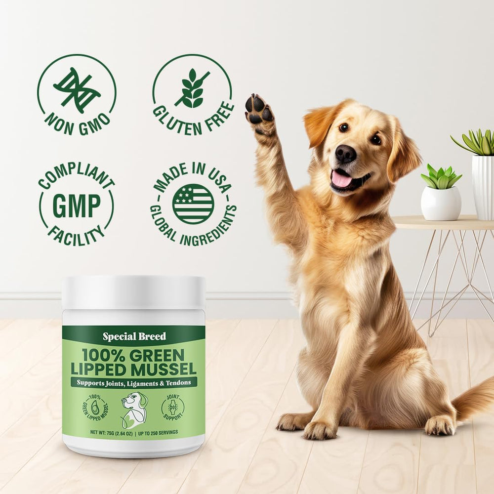 Special Breed mascota activa en entorno doméstico gracias al suplemento
