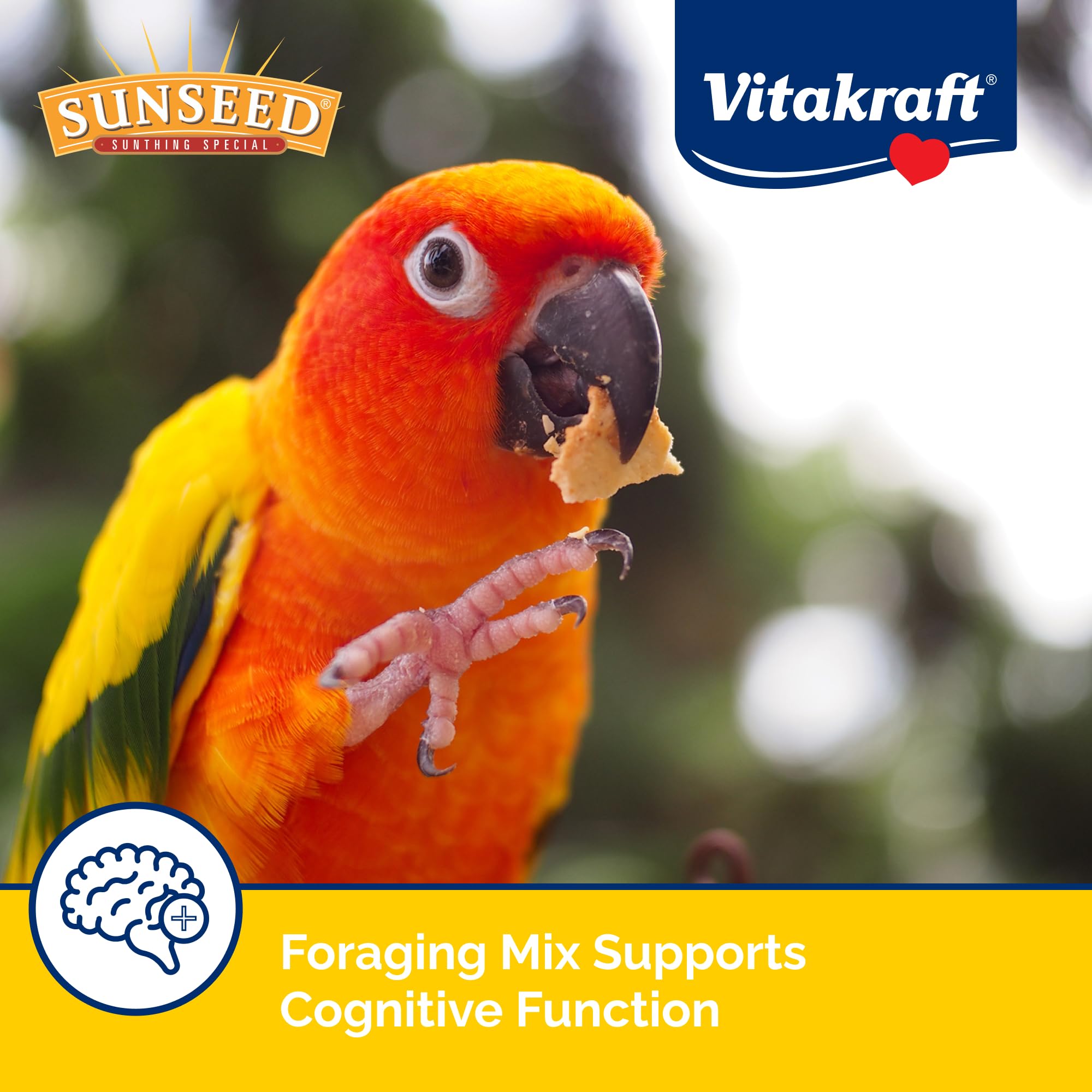 Sunseed plato con mezcla servida listo para el conure