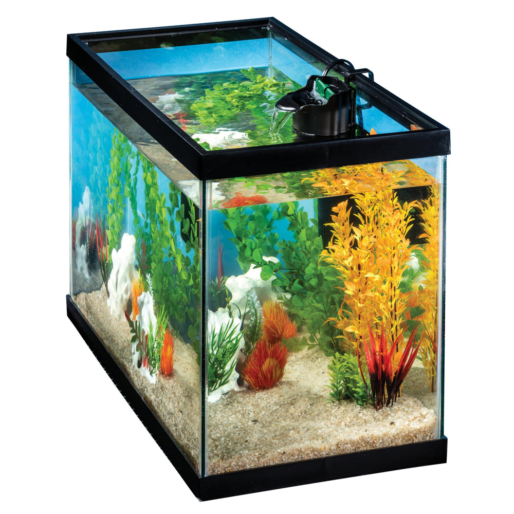 Tetra Whisper escena de acuario vivo con agua clara y peces saludables