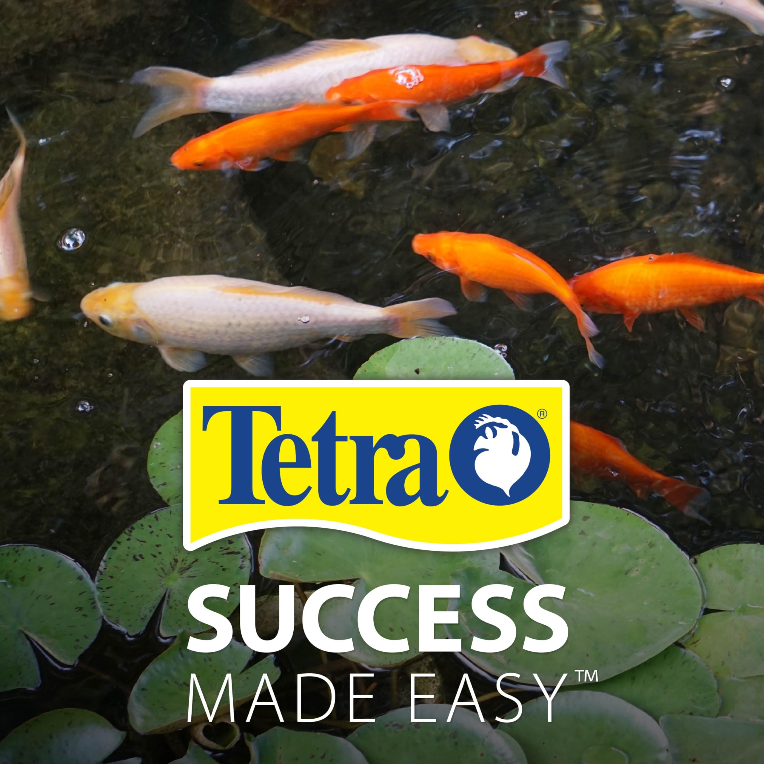 TetraPond escena de estanque con goldfish y ambiente cuidado
