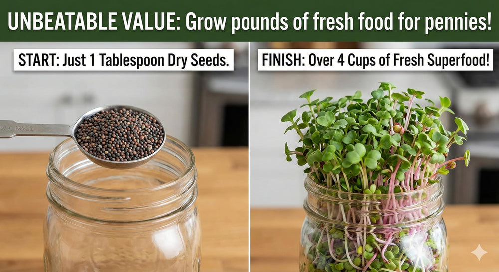 Todd's Seeds brotes en cocina, integración práctica en recetas diarias
