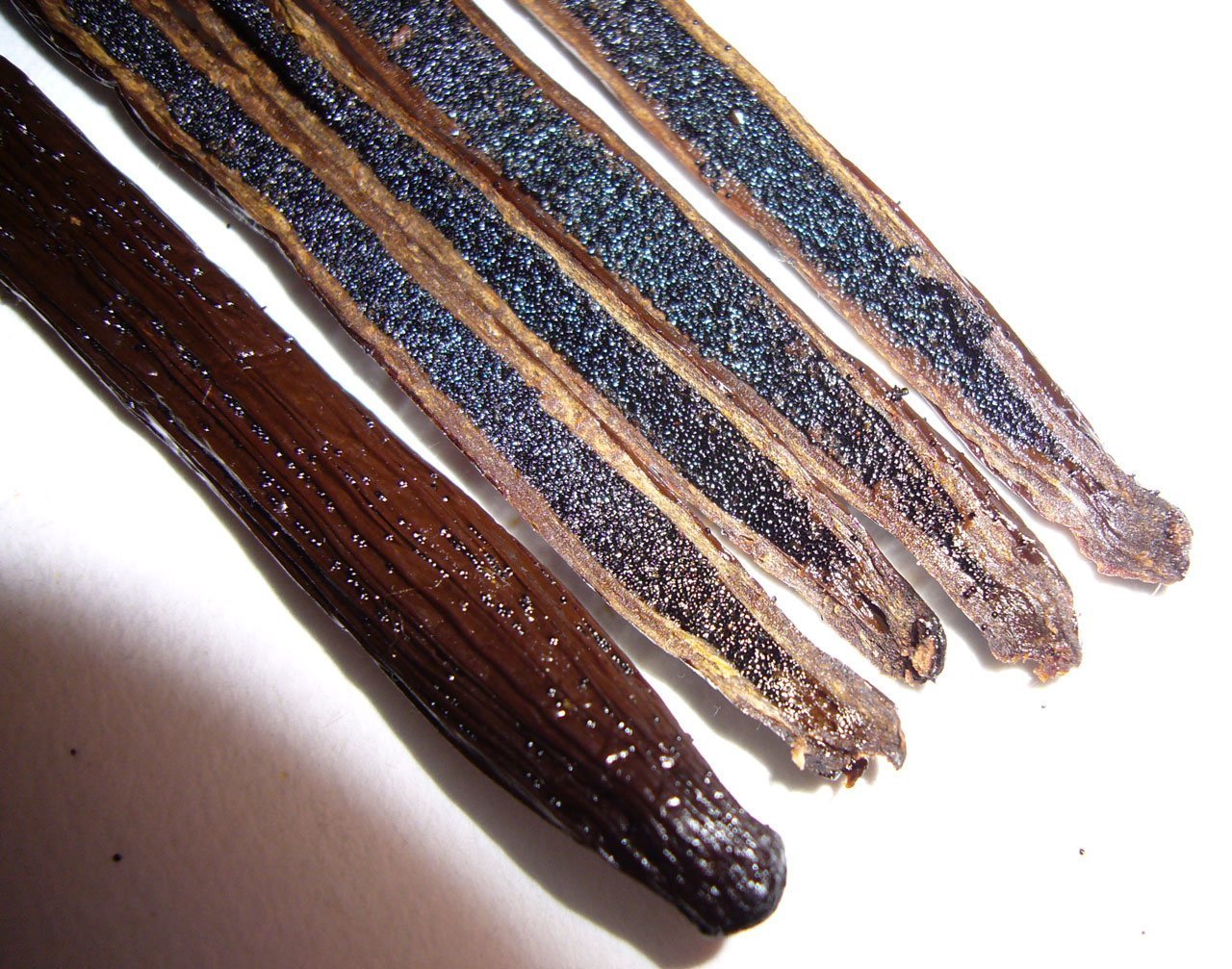 Vanilla Bean Kings vainas junto a regla y mano para comparar tamaño