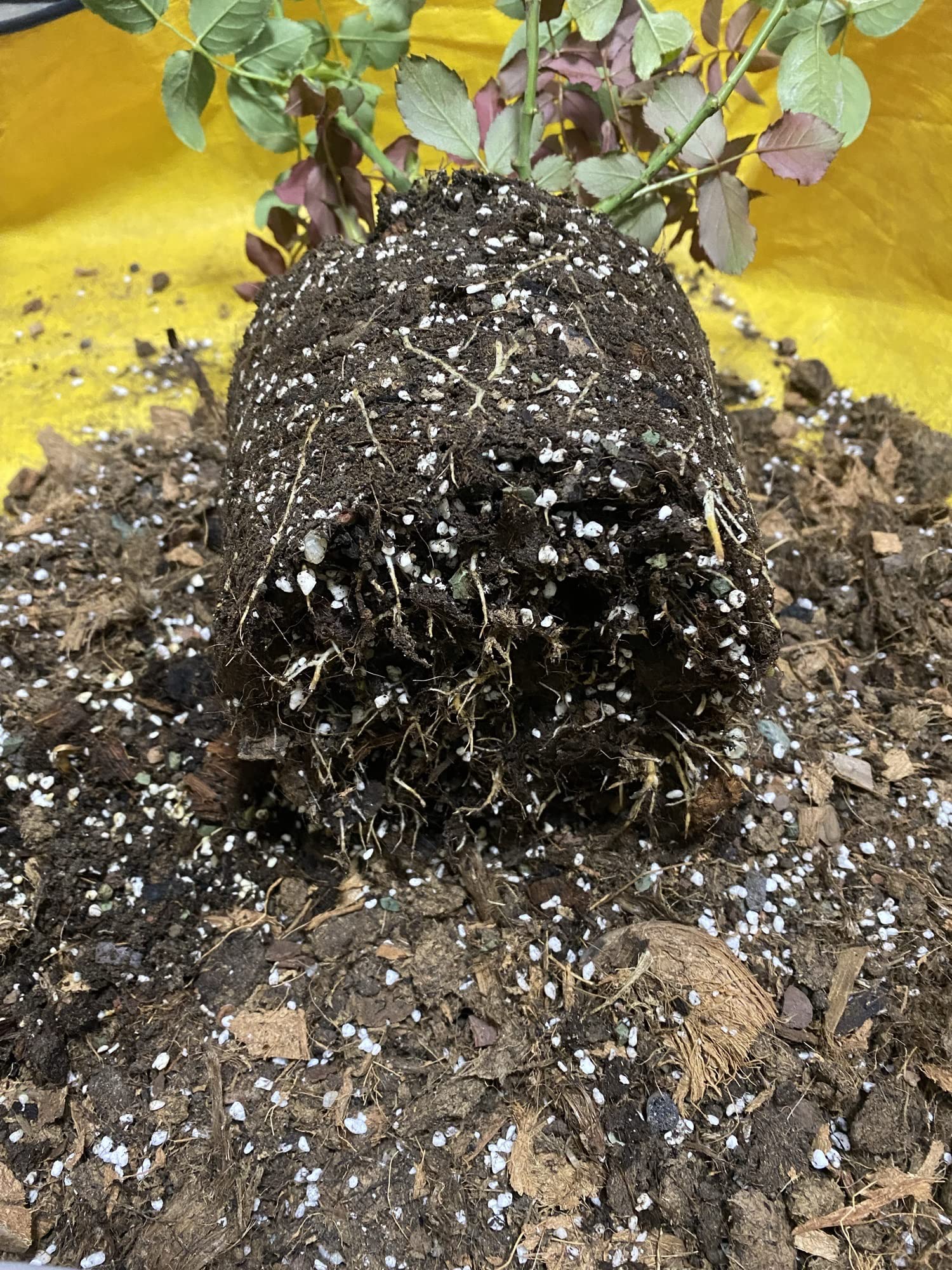 Voulosimi perlita en sustrato hidroponico, soporte inerte y buen movimiento de agua