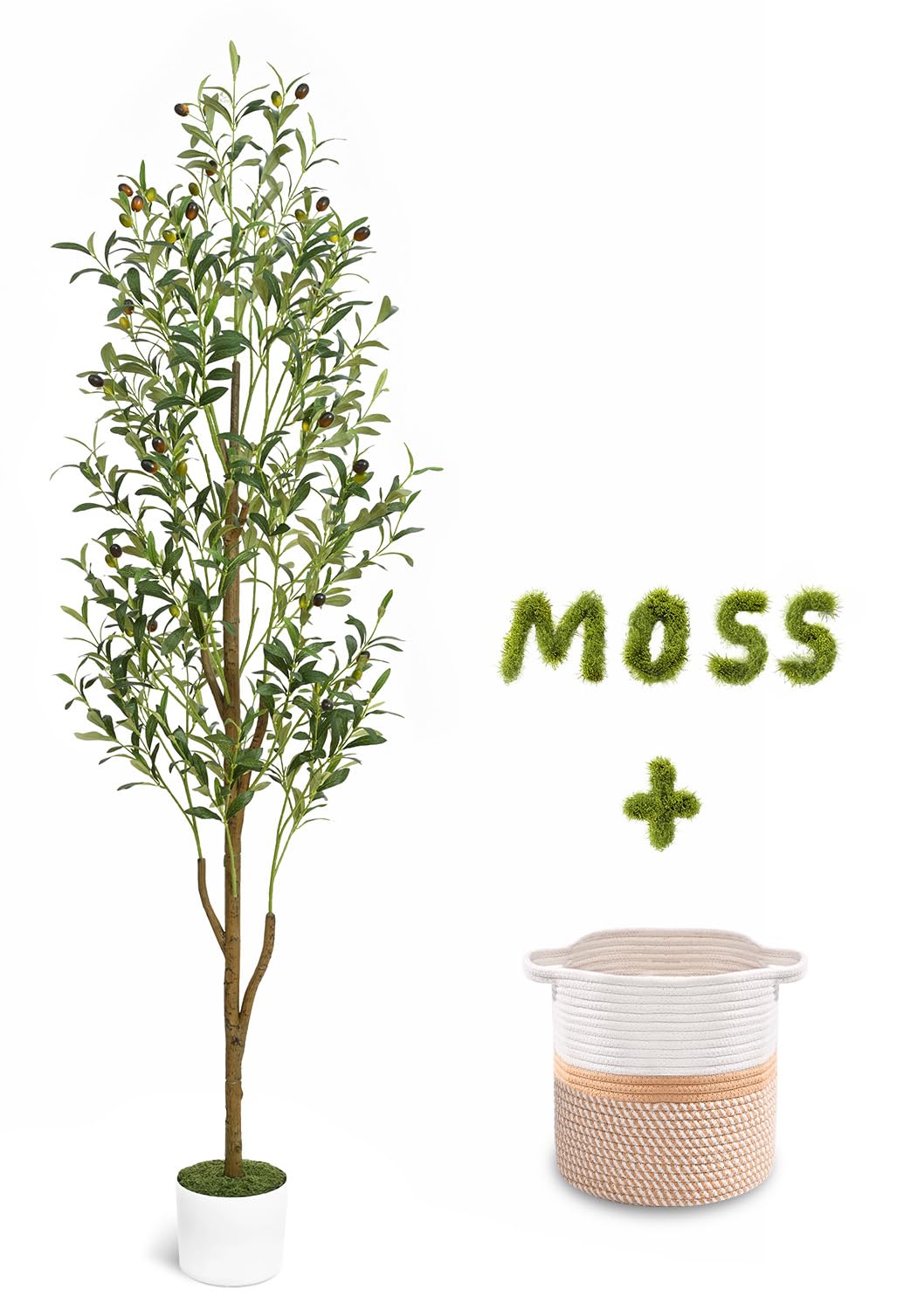 Waipfaru arbol olivo frontal mostrando elegancia mediterránea y presencia decorativa