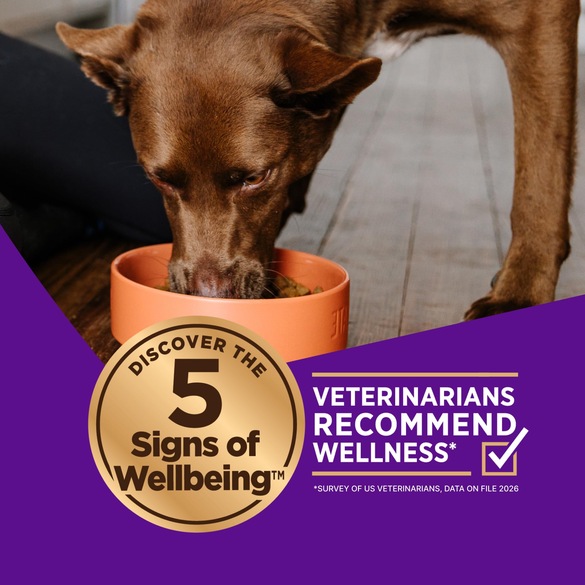 Wellness CORE+ served in a bowl ready to eat, promoting appetite appeal
