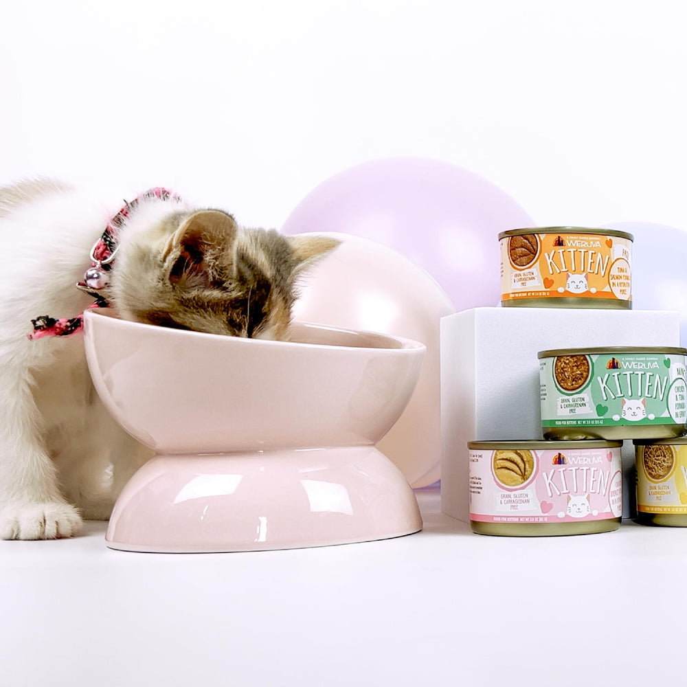 Kitten eating Weruva from a bowl showing appetizing meal and happy kitten response