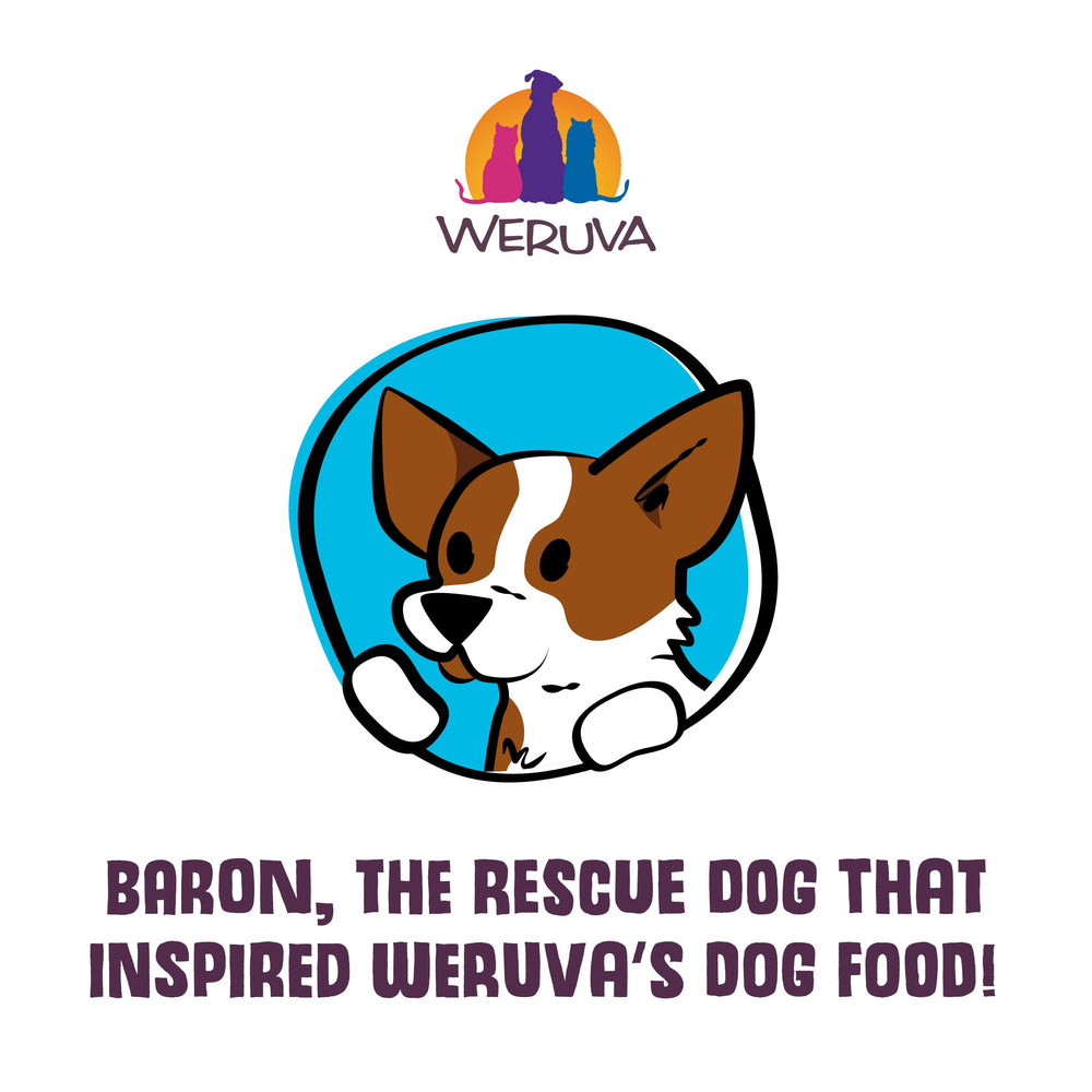 Weruva perro disfrutando comida, alta palatabilidad y aceptación rápida