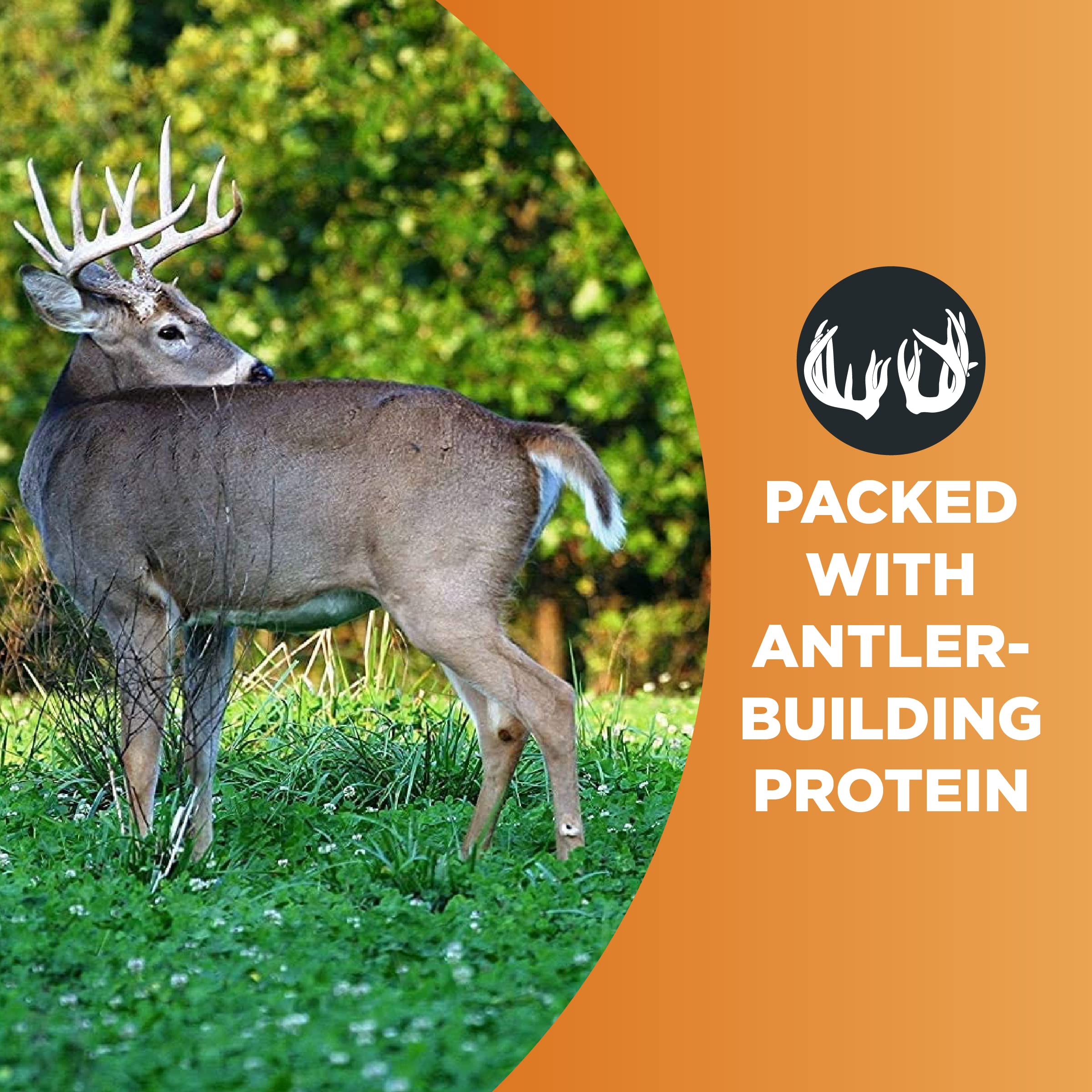 Whitetail Institute parcela en floración de Imperial Clover atrayendo vida silvestre