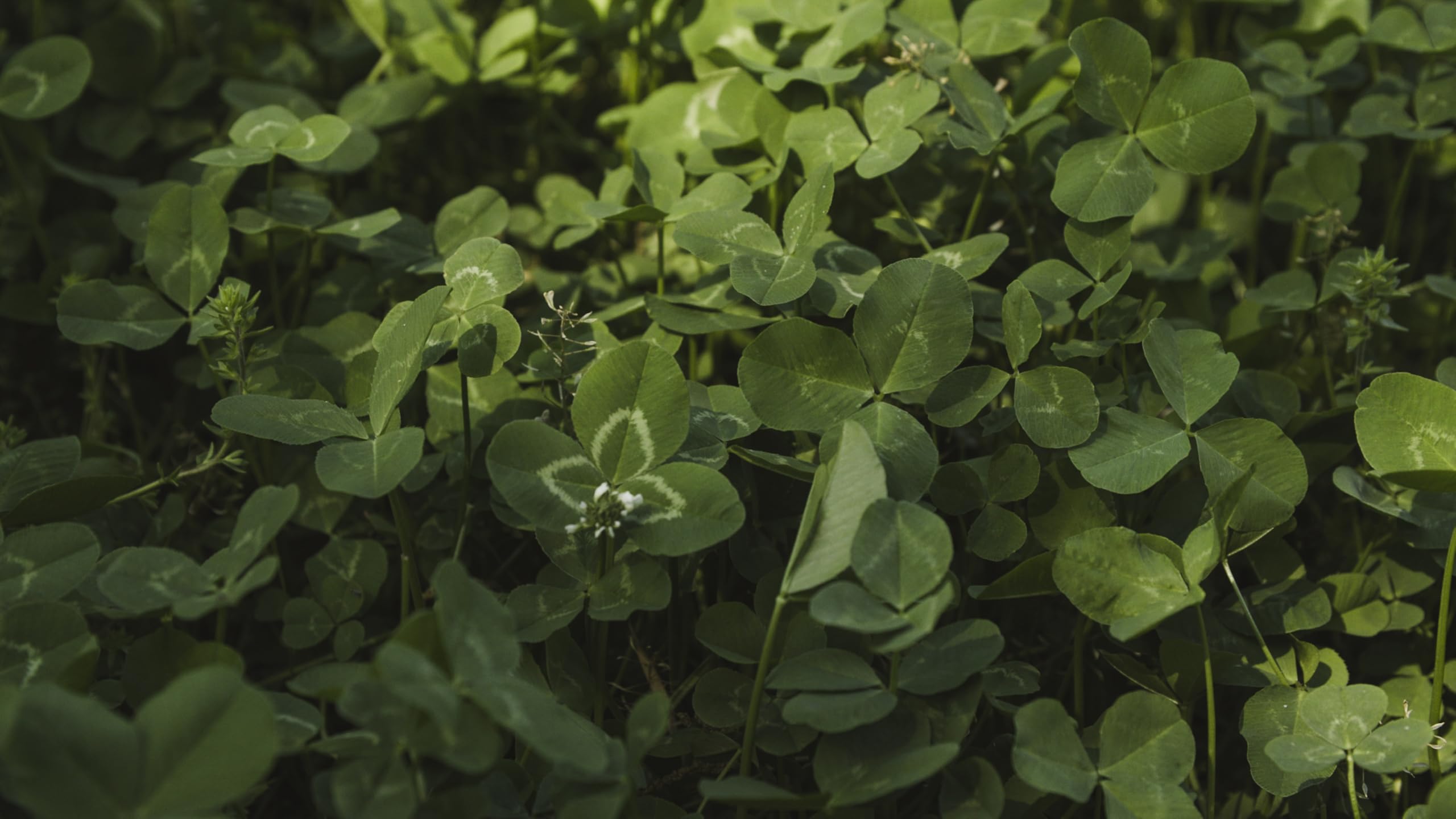 Whitetail Institute semillas Imperial Clover en primer plano con textura visible