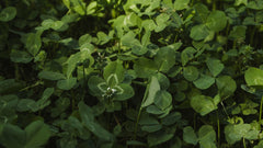 Whitetail Institute semillas Imperial Clover en primer plano con textura visible
