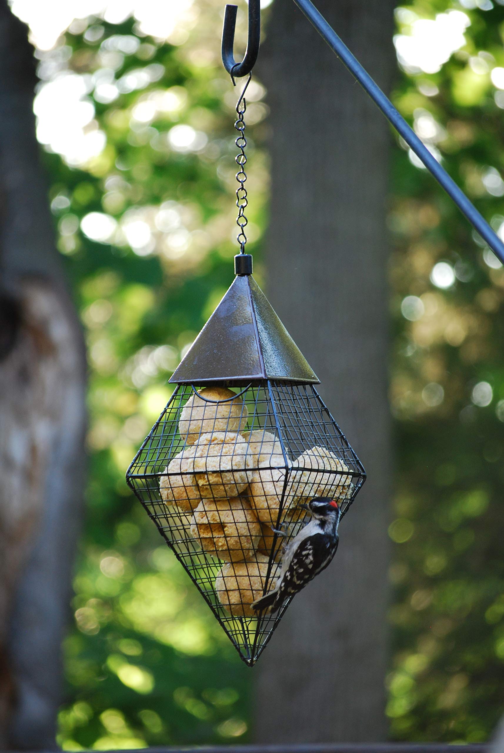 Wildlife Sciences suet balls in backyard setting drawing woodpeckers and songbirds benefit