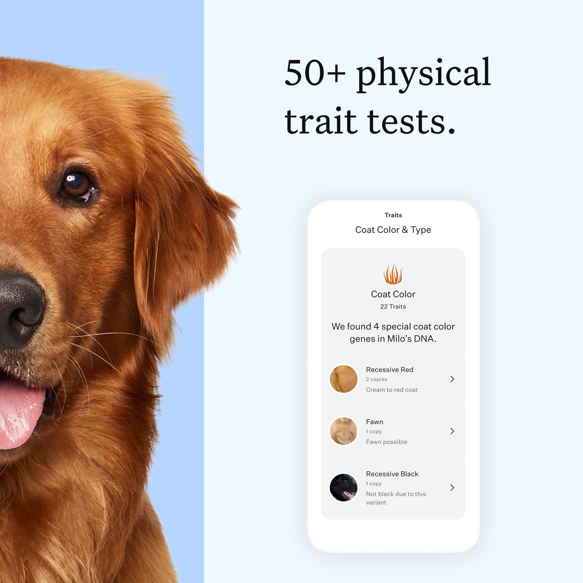 Wisdom Panel informe digital en tablet con resultados detallados