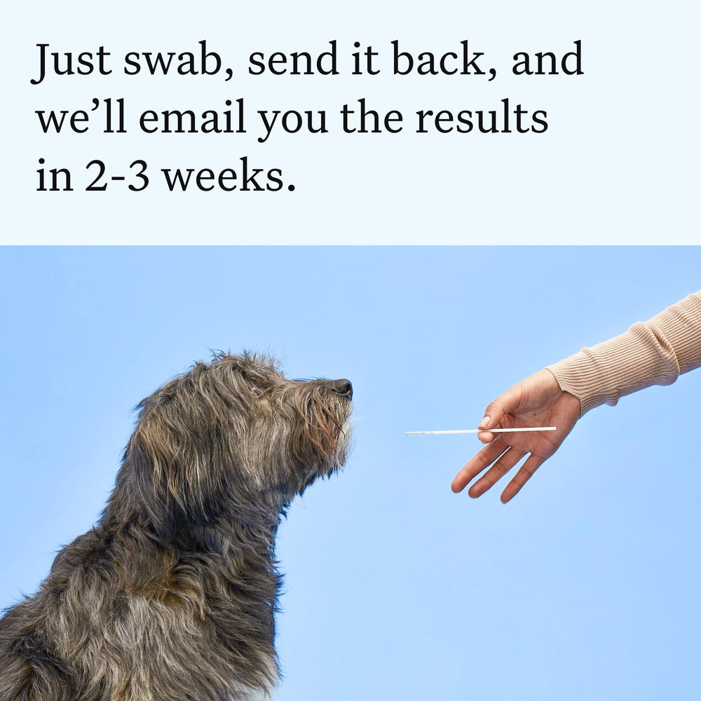 Wisdom Panel dueño revisando resultados junto a su perro para cuidado