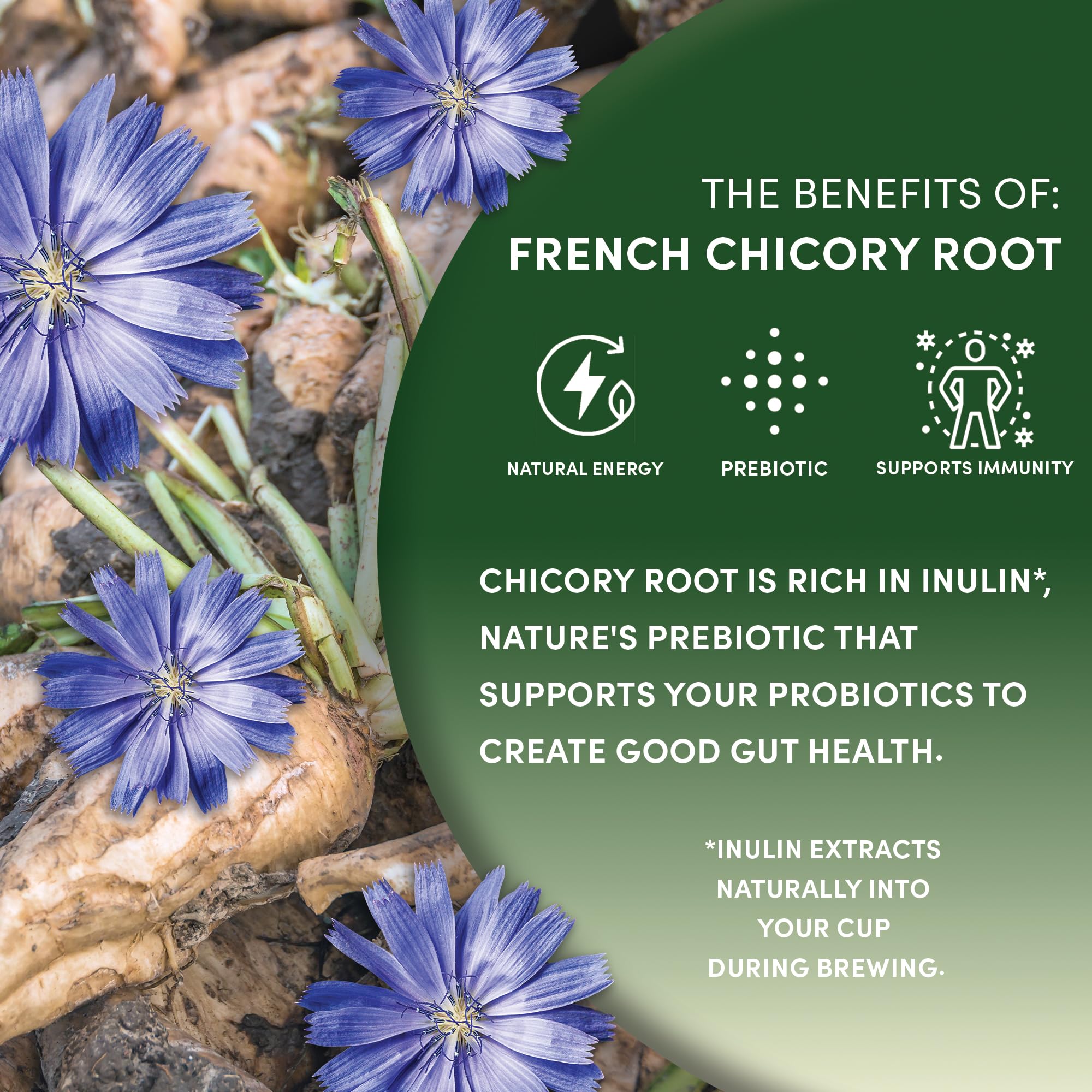 Worldwide Botanicals taza con mezcla de café y chicoria reduciendo acidez y cafeína